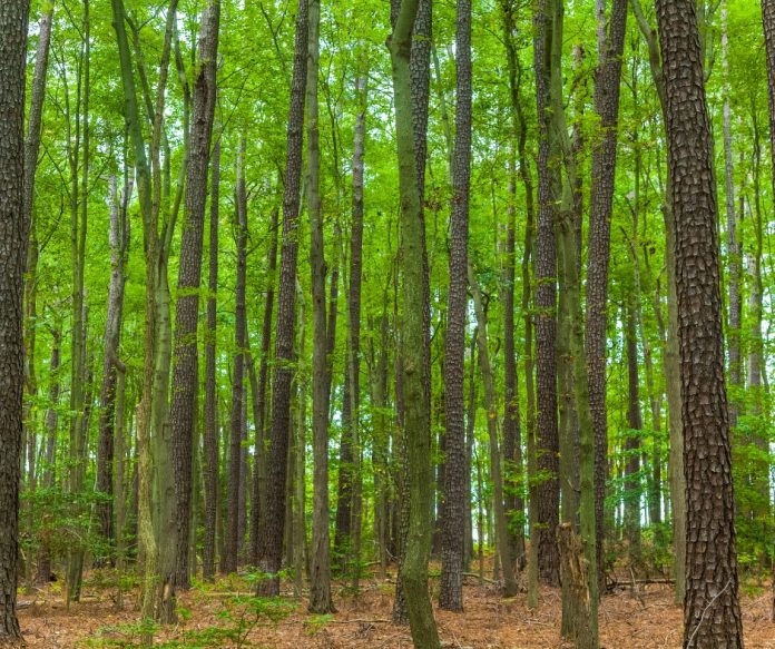 Árboles gratis si vives en South Charlotte