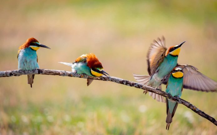 Fiesta del Día de las Aves