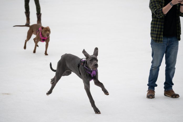 Festival Dog Days of Winter en el Centro Nacional de Aguas Bravas