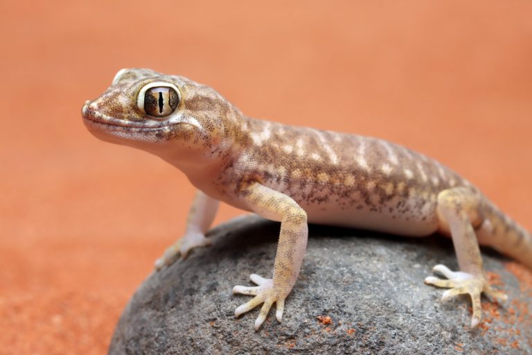 Los CDC reportan brote de Salmonella por geckos domésticos
