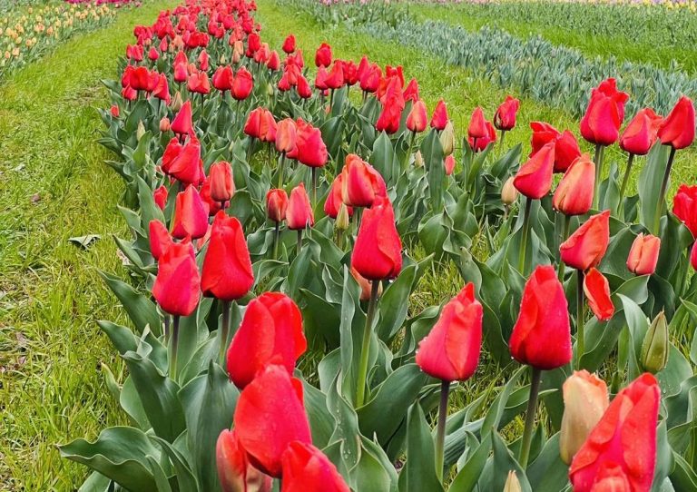 Corte sus propios tulipanes en Howard Family Farm