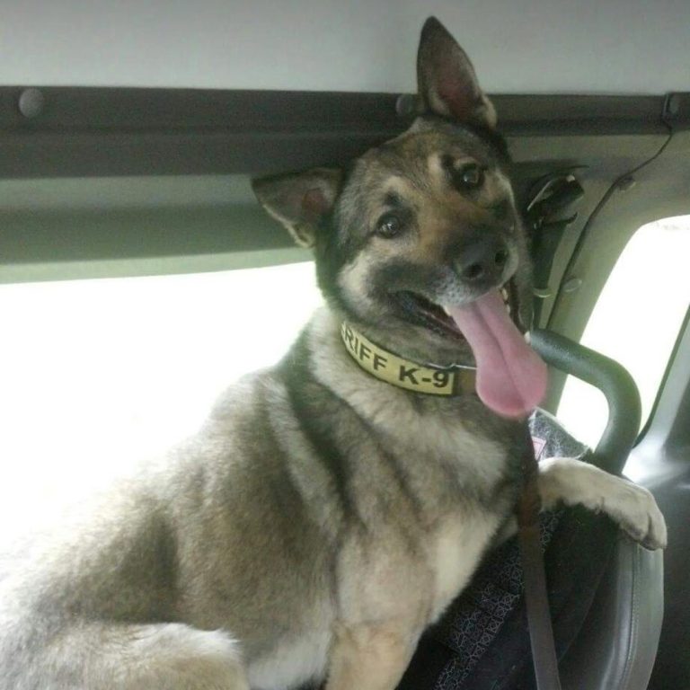 En honor al legado y servicio de UCSO K9 Santos