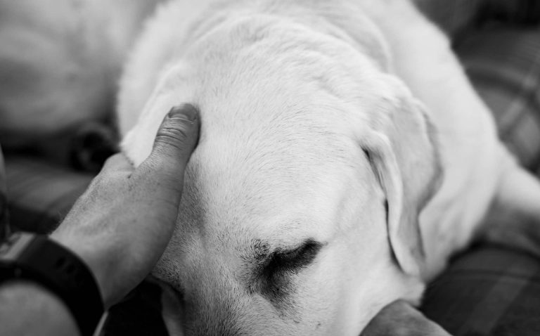 CMPD detiene a sospechoso de maltrato animal y rescata a un perro