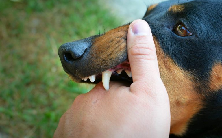 Cuide a su perro de la rabia en primavera