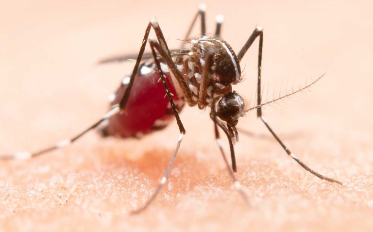 Instan a combatir enfermedades por mosquitos y garrapatas