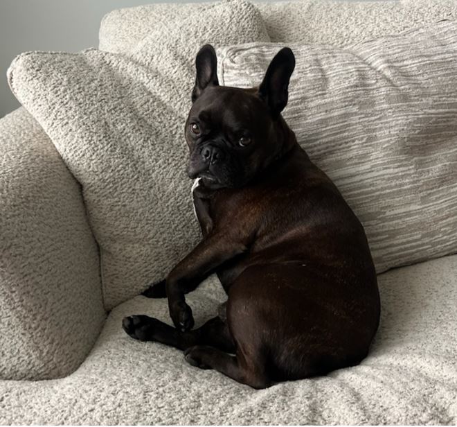 Detienen a mujer implicada en el robo del bulldog francés Julio