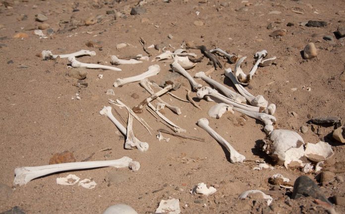 Identifican restos de un hombre hispano desaparecido hace 20 años