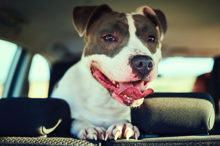 Perro muere ahorcado dentro de un auto en medio del calor extremo