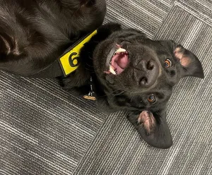 Steeler, un perro de detección de la TSA, fue nombrado 