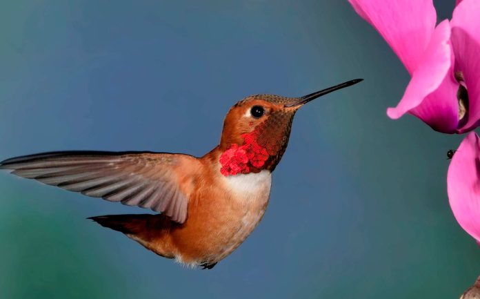 Opción Fin de Semana: Actividades gratuitas por la Semana del Colibrí