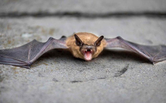 Murciélago con rabia en Matthews genera alerta sanitaria en la comunidad