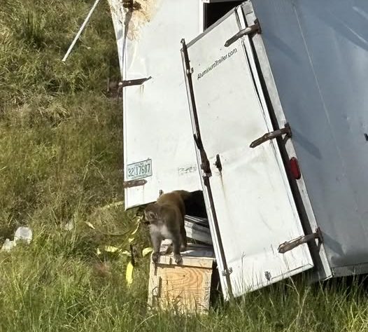 Buscan último mono suelto tras vuelco de camión en Misisipi Buscan último mono suelto tras vuelco de camión en Misisipi