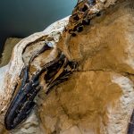 Anuncian un descubrimiento revolucionario de dinosaurios en NC: El Nanotyrannus