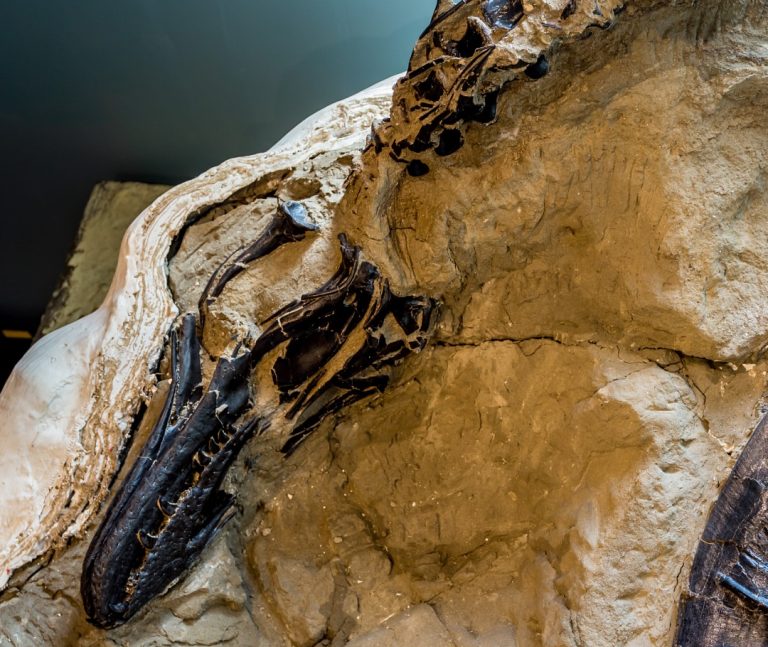 Anuncian un descubrimiento revolucionario de dinosaurios en NC