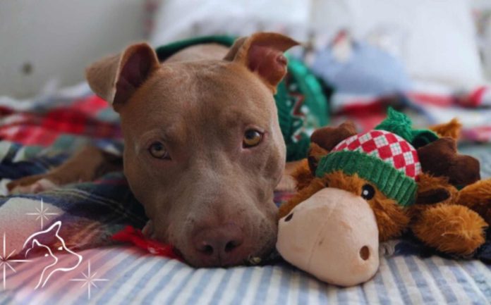 ¡Próximo evento de adopción con Charlotte-Mecklenburg Animal Care & Control!