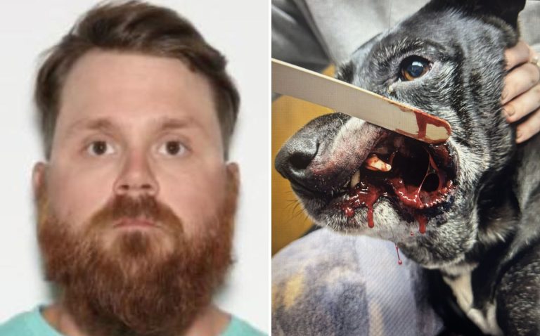 Entrenador K-9 enfrenta cargos por crueldad animal tras una grave denuncia