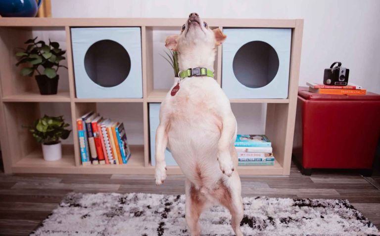 Cómo la música puede influir positivamente en sus mascotas