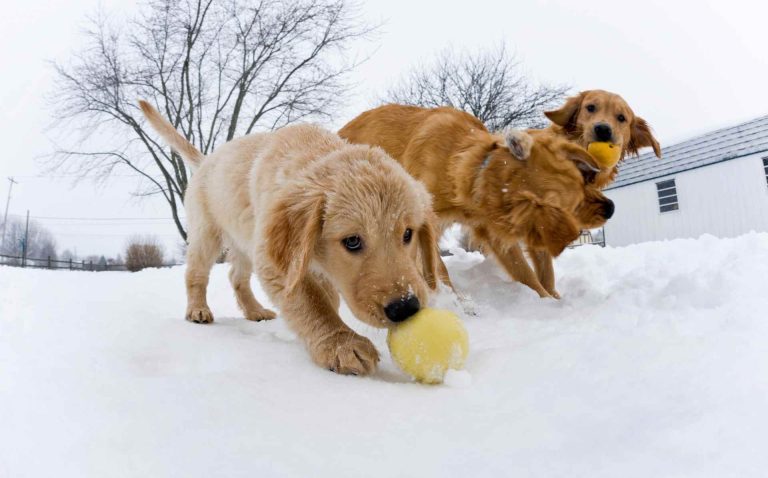 Opción Fin de Semana: Festival de los Días Caninos de Invierno