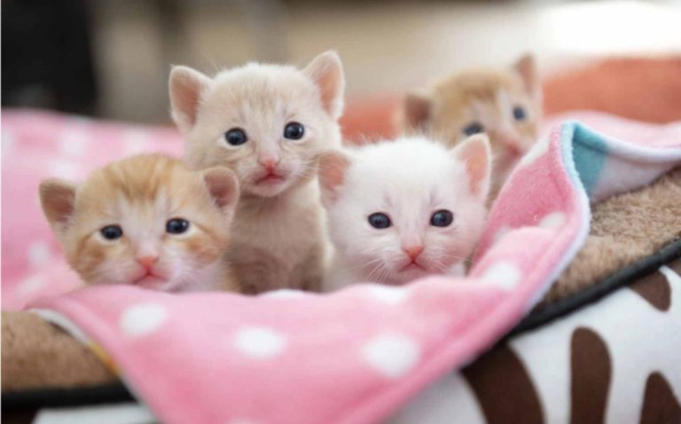 NC es el quinto estado del país con mayor número de gatos sacrificados