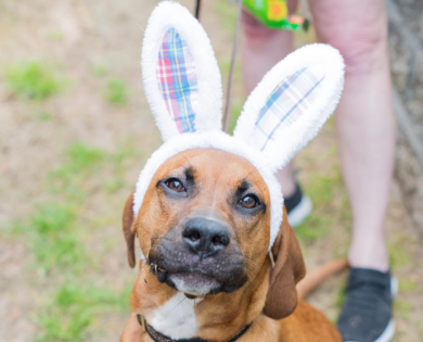 Manten a tus mascotas seguras este Domingo de Pascua
