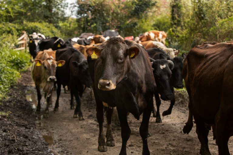USDA confirma plaga de gusano barrenador en Texas
