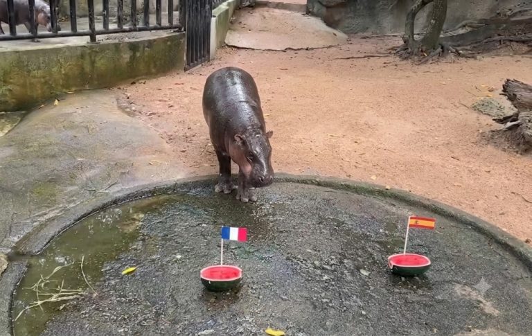 La famosa hipopótama Moo Deng predice una final entre Francia e Inglaterra
