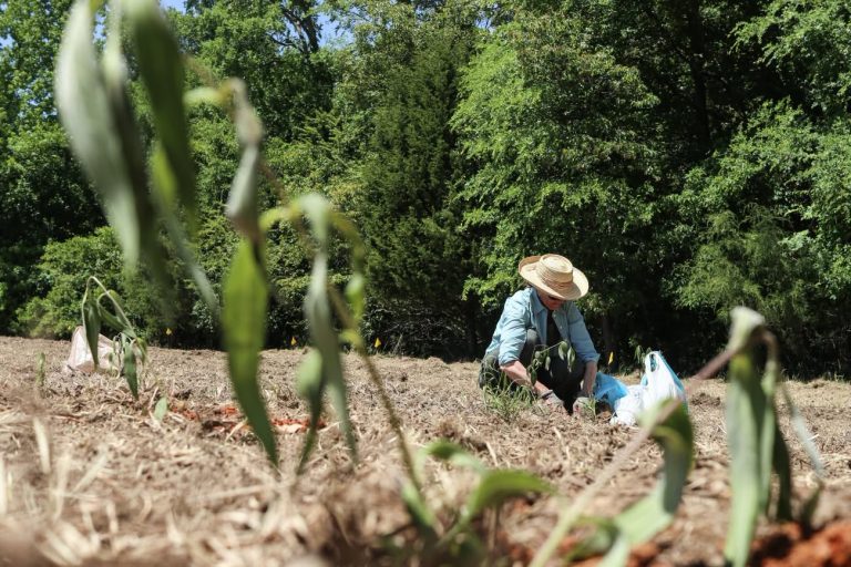 Más de 500 girasoles en peligro de extinción encuentran refugio en York County