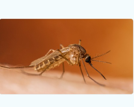 Tome precauciones tras la detección del virus del Nilo Occidental en Mecklenburg
