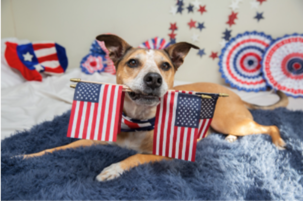 Evite el estrés por fuegos artificiales de sus mascotas el 4 de julio
