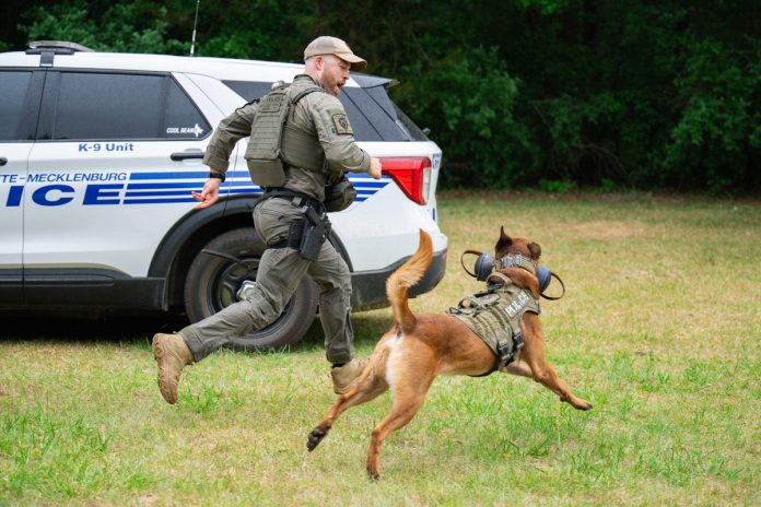 Día Nacional del Perro: CMPD reconoce a sus héroes de cuatro patas