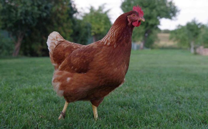 Charlotte requiere permisos para tener gallinas y ganado dentro de los límites de la ciudad