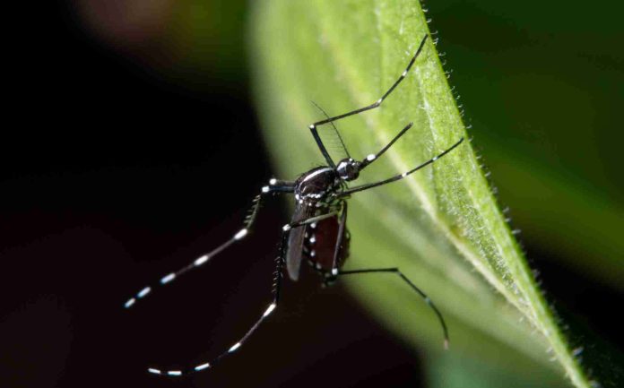 NCDHHS anuncia el primer caso de virus del Nilo Occidental de 2026