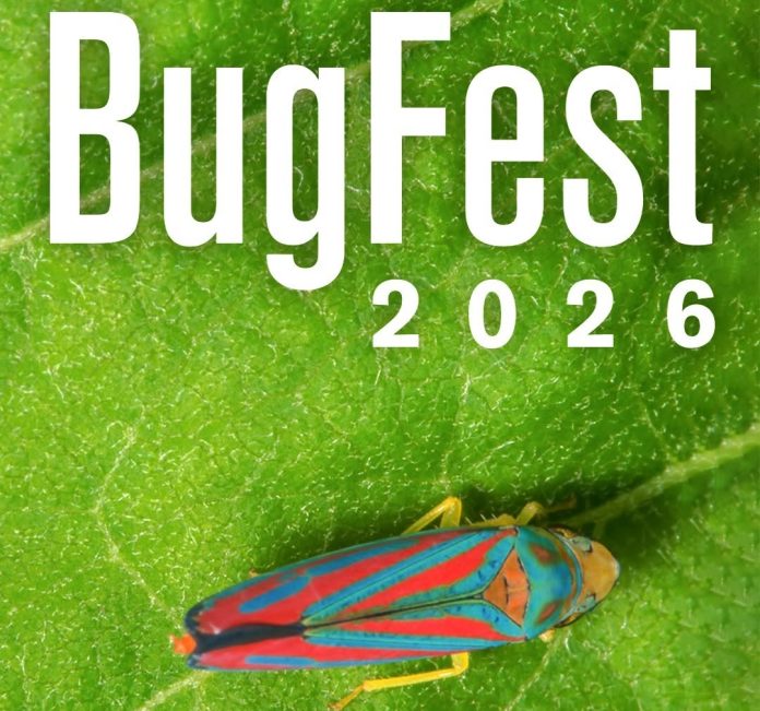 BugFest celebra 30 años con insectos, ciencia, comida y música en vivo