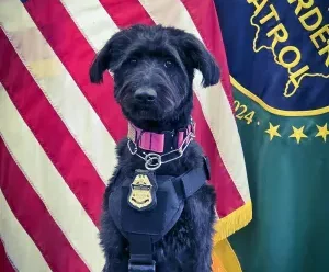 Chloe, el primer perro rescatado en graduarse como canino de respuesta a incidentes