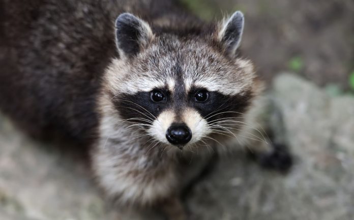 El programa anual de vacunación oral contra la rabia en la fauna silvestre comienza a mediados de octubre